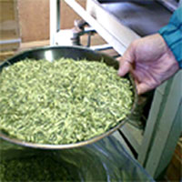 加賀棒ほうじ茶